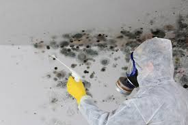 Best Attic Mold Removal  in South Brooksville, FL